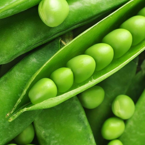 Omaxe Peas Imported OS-10 Seeds